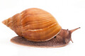 Achatina achatina monochromatica adult